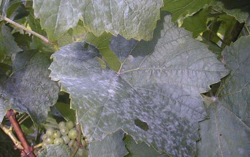 Powdery Mildew - Grapes
